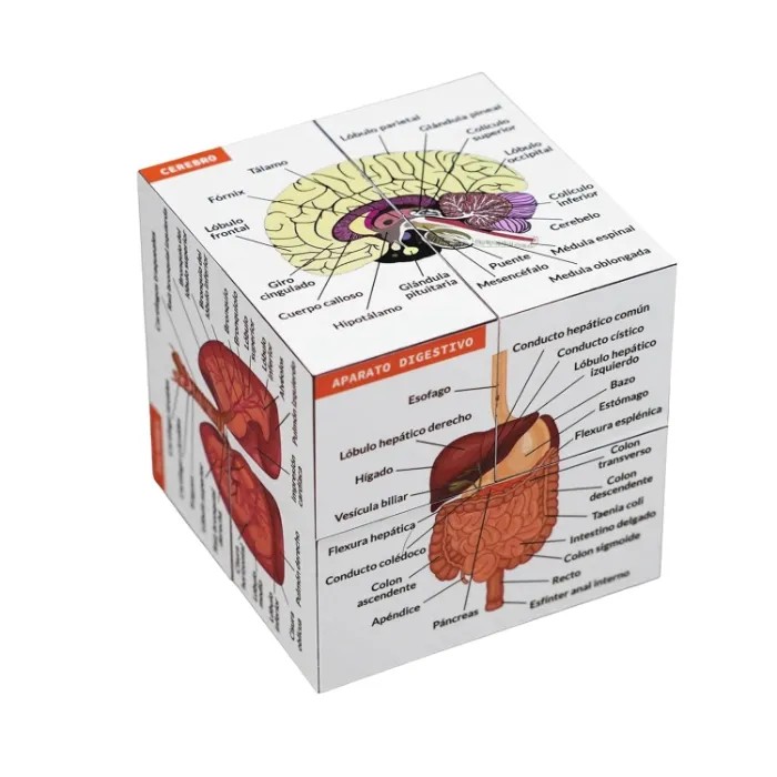 Cubo de estudio de anatomía humana